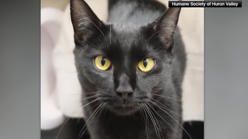 A cat who went missing in New Hampshire was later found 700 miles away in Michigan.
