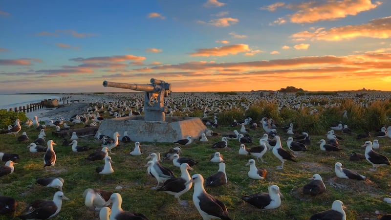Papahanaumokuakea is home for four species of bird found nowhere else in the world, including...