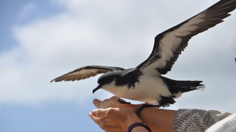 File photo of a Newell's shearwater species
