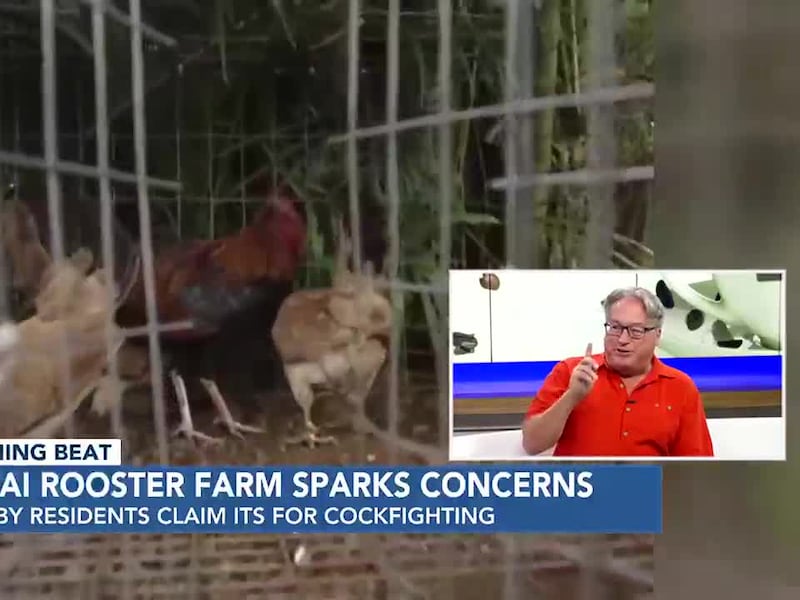 In a neighborhood of $2-million houses on Kauai, about 100 roosters crow mercilessly. Why...