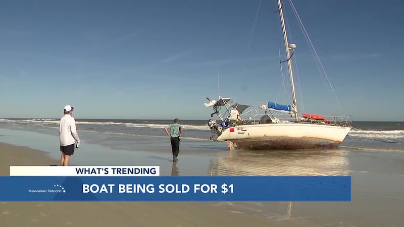 If you've never seen a cow fly, here's your chance. Plus, a sailor is selling his boat for...