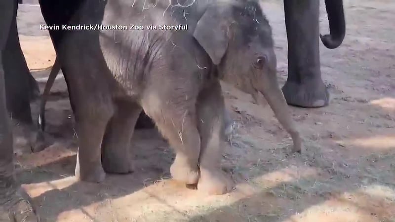 Meet Kirby! The one-month-old baby elephant is the talk of one Texas zoo.