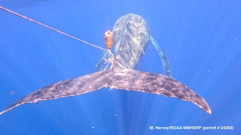 Underwater image of entangled subadult humpback whale